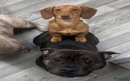 Mixed Breed dogs for sale: Pocket bully’s x staff pups  - Image 15
