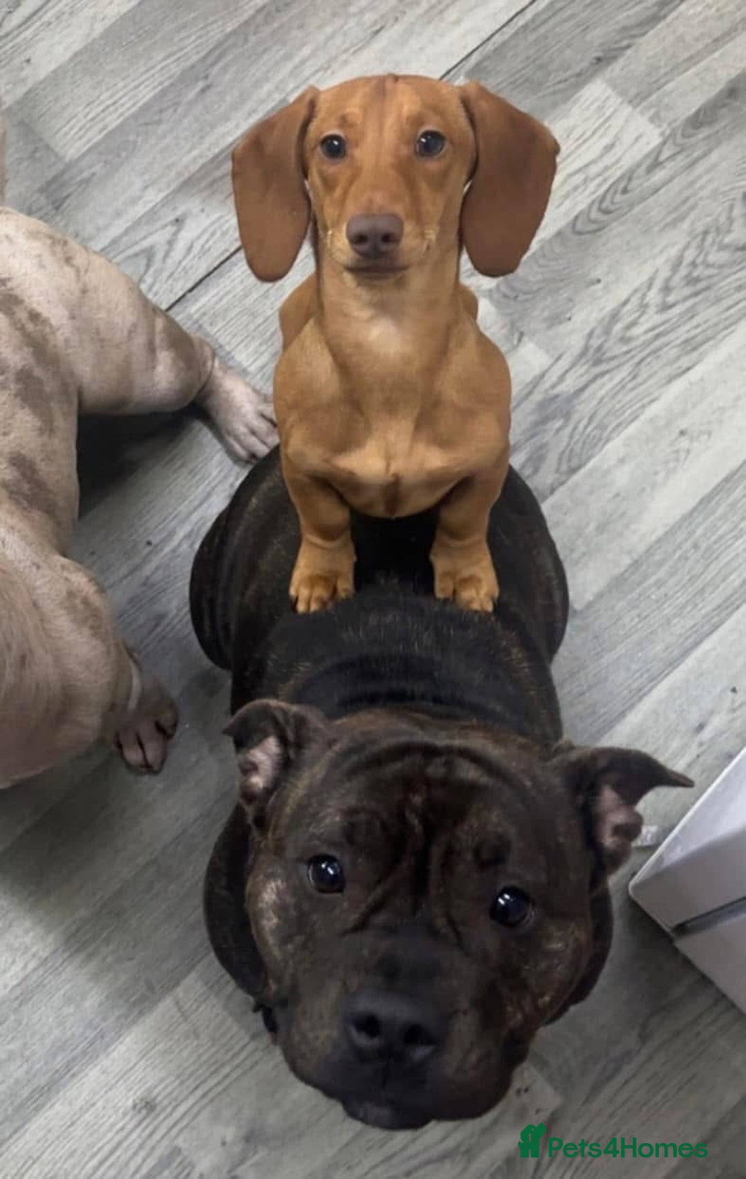 Mixed Breed dogs for sale: Pocket bully’s x staff pups  - Image 15