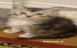 Maine Coon cats for sale: 2 MaineCoon boys - Image 18