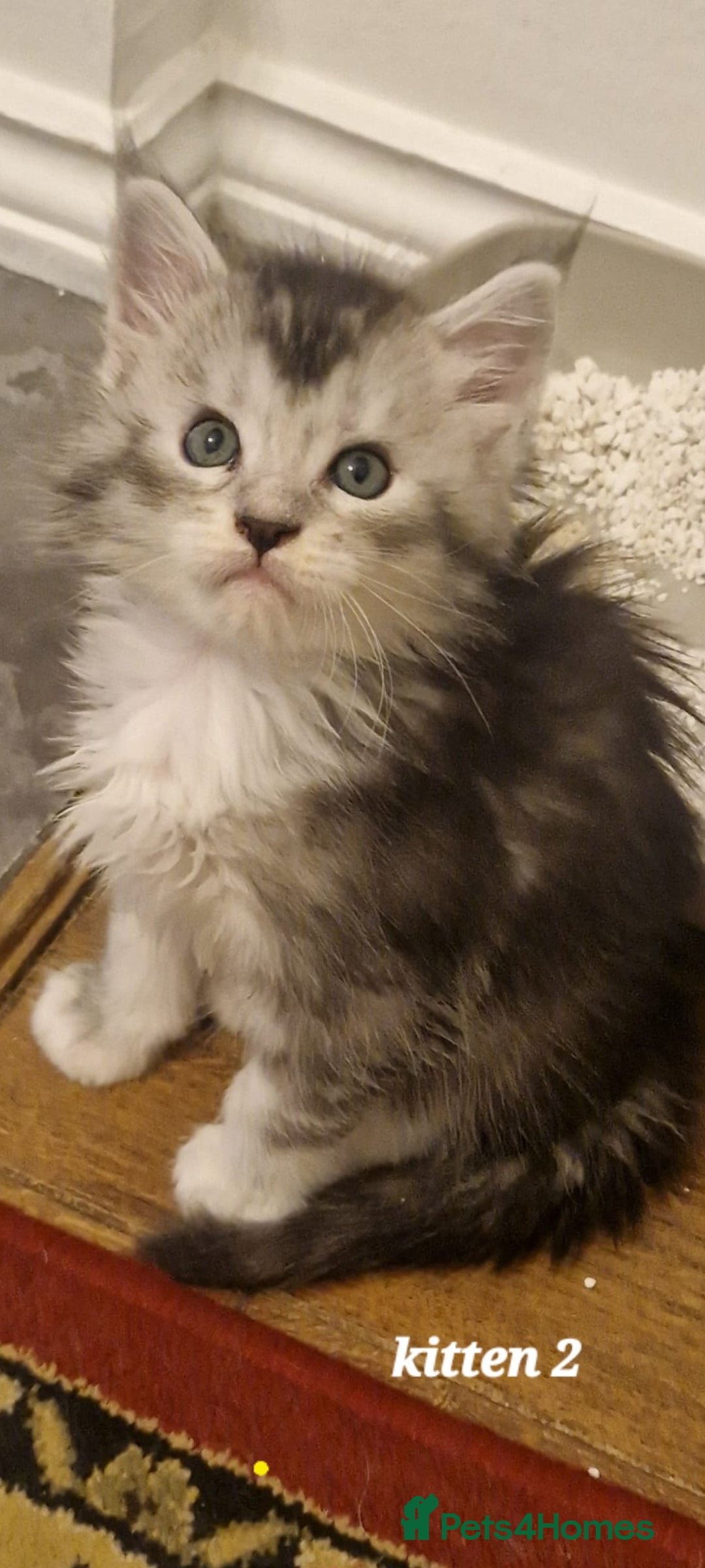 Maine Coon cats for sale: 2 MaineCoon boys - Image 18