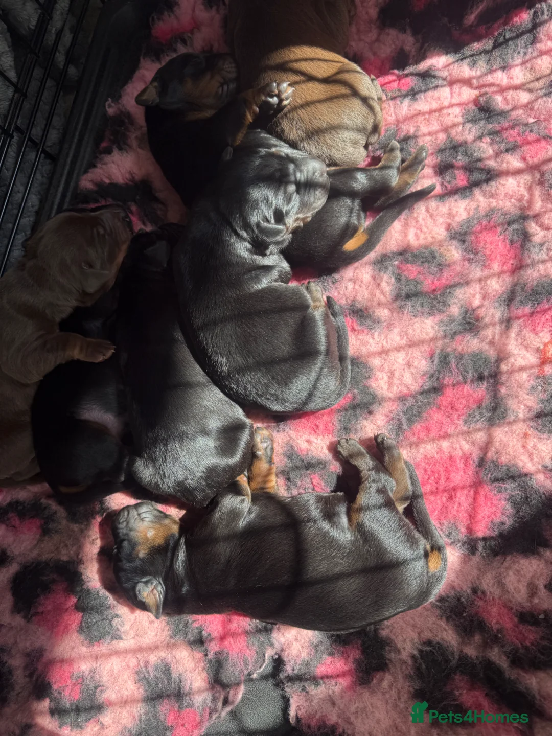 Dobermann dogs for sale: *Outstanding European Dobermanns for sale* - Advert 1