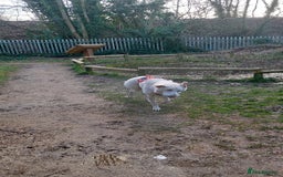German Shepherd dogs for sale: White german sheperd  - Image 35