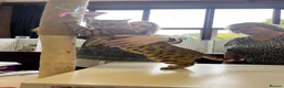 Bengal cats for sale: Stunning Retired Bengal Cats Looking for homes - Advert 9