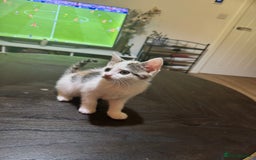 British Shorthair cats for sale: 6 Playful British Shorthair Cats - Image 6
