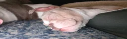 Olde English Bulldogge dogs for sale: Old english bulldogges  in Waltham Abbey - Advert 7