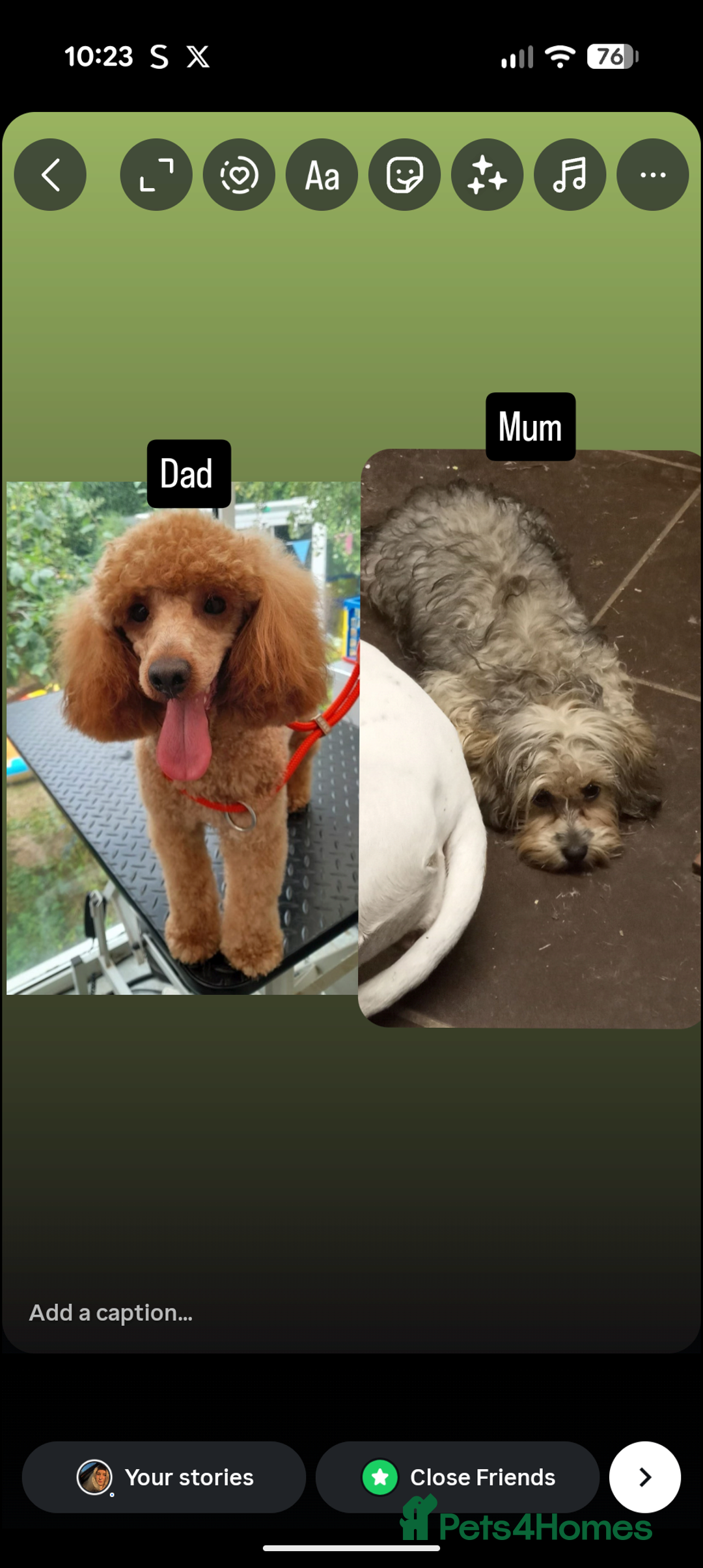 Cavapoo dogs for sale: One gorgeous cavapoo brown boy left ❤️ - Advert 3