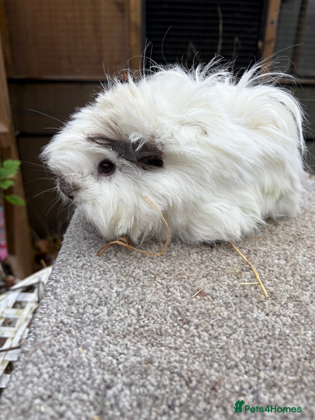 Guinea Pig rodents for sale: Various young guinea pig sows - Advert 5