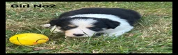 Mixed Breed dogs for sale: 5 Border collie  pups  - Advert 11