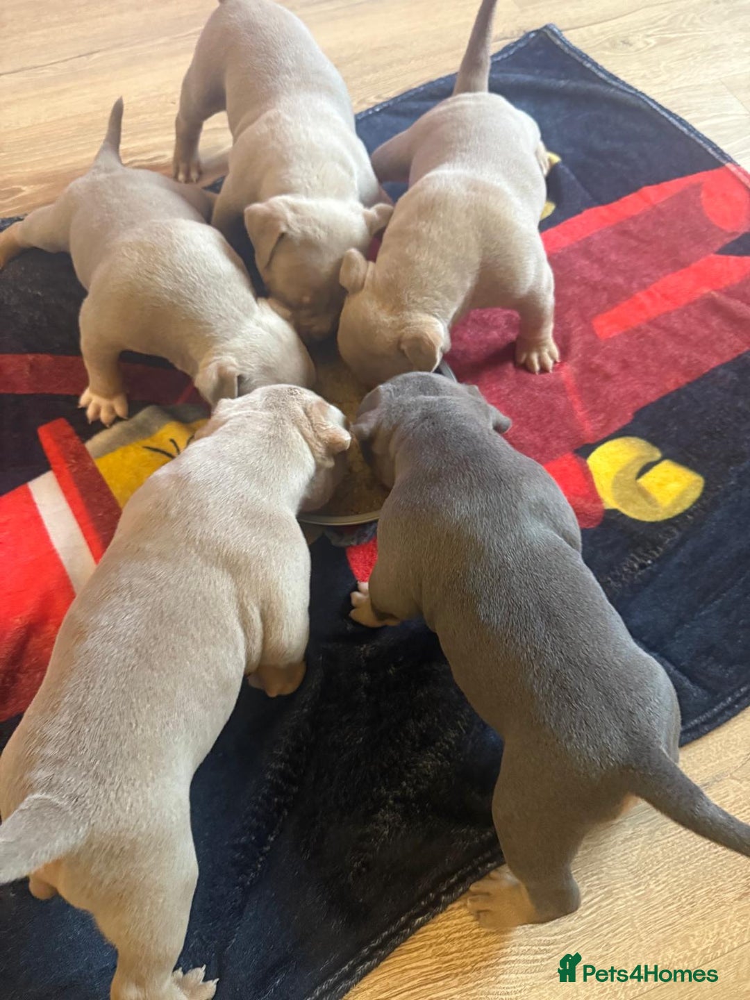 American Bully dogs for sale: Pocket bully pups - Advert 26