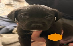 Mixed Breed dogs for sale: Mastador pups - Image 2