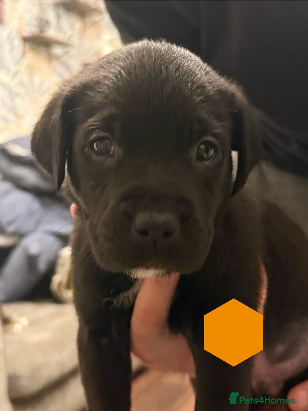 Mixed Breed dogs for sale: Mastador pups - Image 2