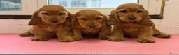 Cocker Spaniel dogs for stud: Nelson show cocker STUD  - Advert 3