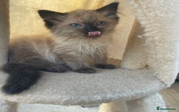 Ragdoll cats for sale: Beautiful ragdoll kittens  - Image 9