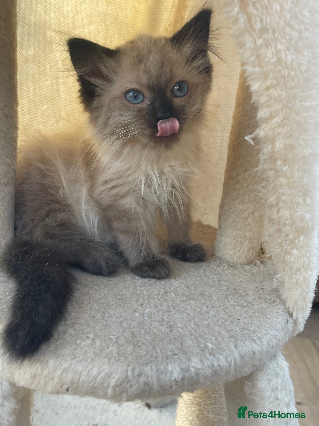 Ragdoll cats for sale: Beautiful ragdoll kittens  - Image 9