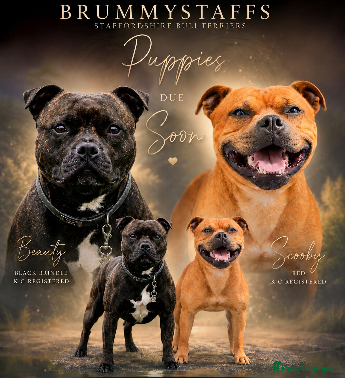Staffordshire Bull Terrier dogs for sale: Outstanding KC Staffy Pups Expected - Advert 1