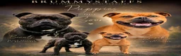 Staffordshire Bull Terrier dogs for sale: Outstanding KC Staffy Pups Expected - Advert 1