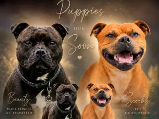 Staffordshire Bull Terrier dogs for sale: Outstanding KC Staffy Pups Expected - Advert 1