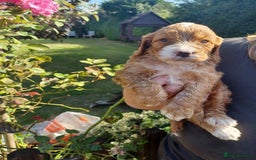 Cockapoo dogs for sale: Last one cockerpoo boy foxred  - Image 5