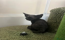 Devon Rex cats for sale: Affectionate Devon Rex Boy available  in Ramsgate - Image 3