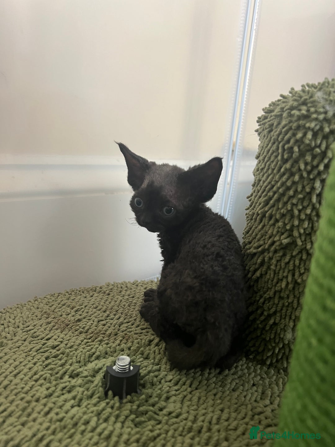 Devon Rex cats for sale: Affectionate Devon Rex Boy available  in Ramsgate - Image 3