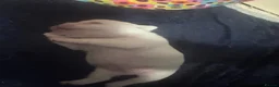 French Bulldog dogs for sale: Beautiful Platinum French Bulldogs in Kettering - Advert 5