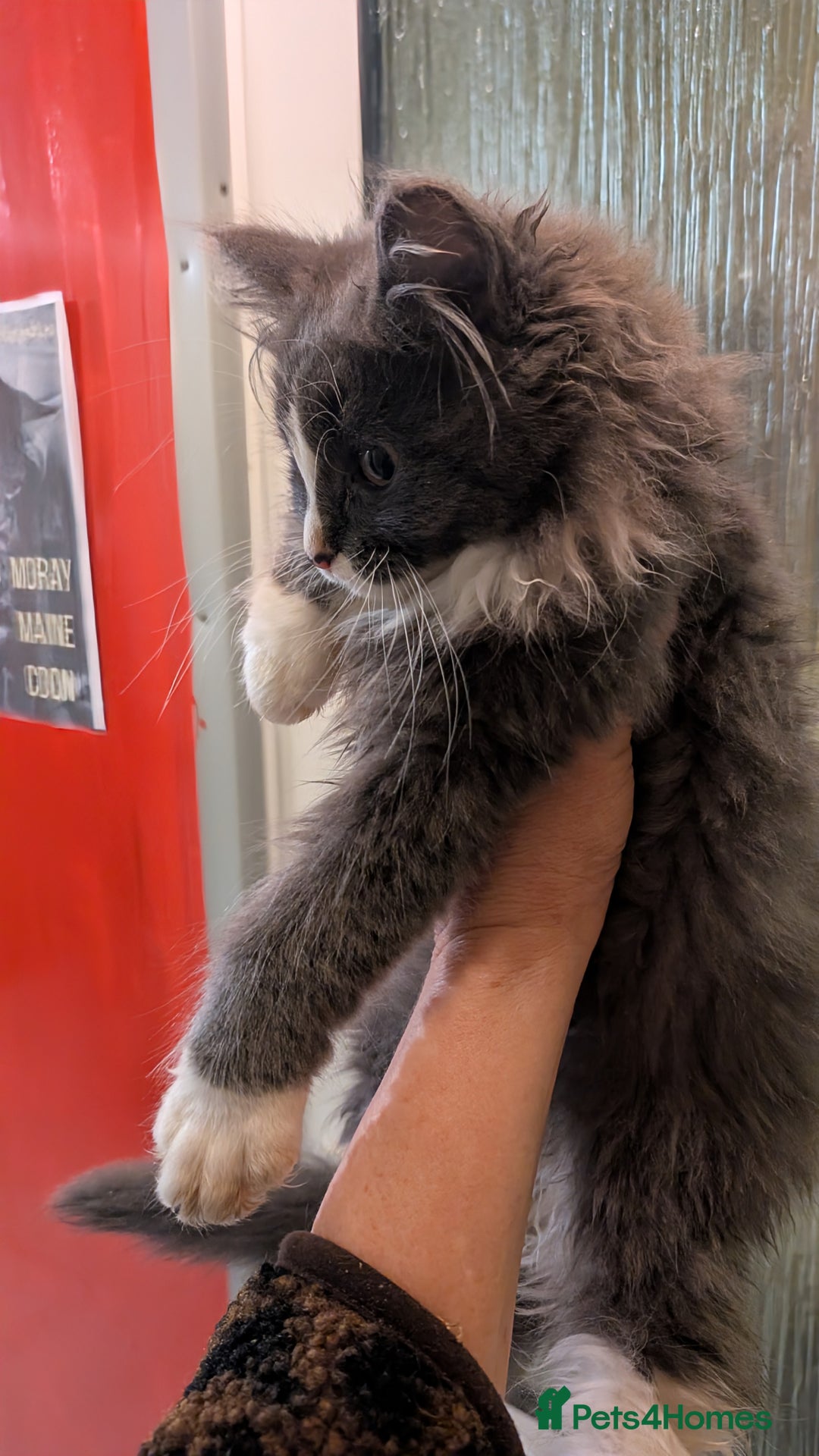 Maine Coon cats for sale: Maine Coon pedigree kittens  - Advert 2