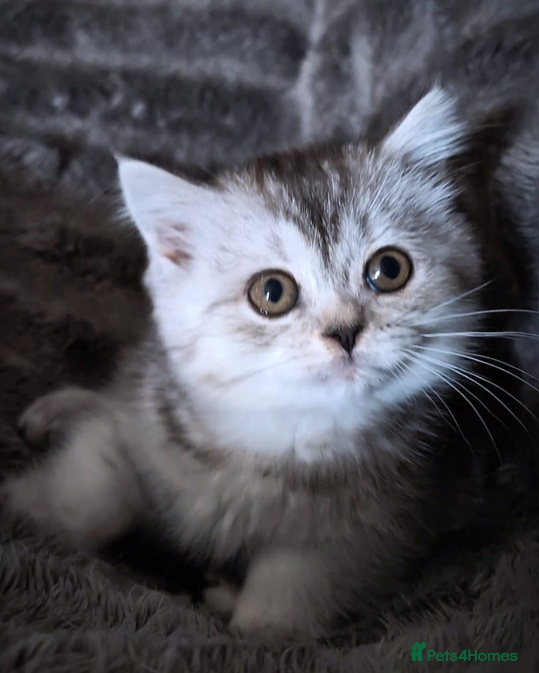 Scottish Fold cats for sale: 💙🩷LAST 2 SCOTTISH KITTENS ✅️TICA reg - Image 15
