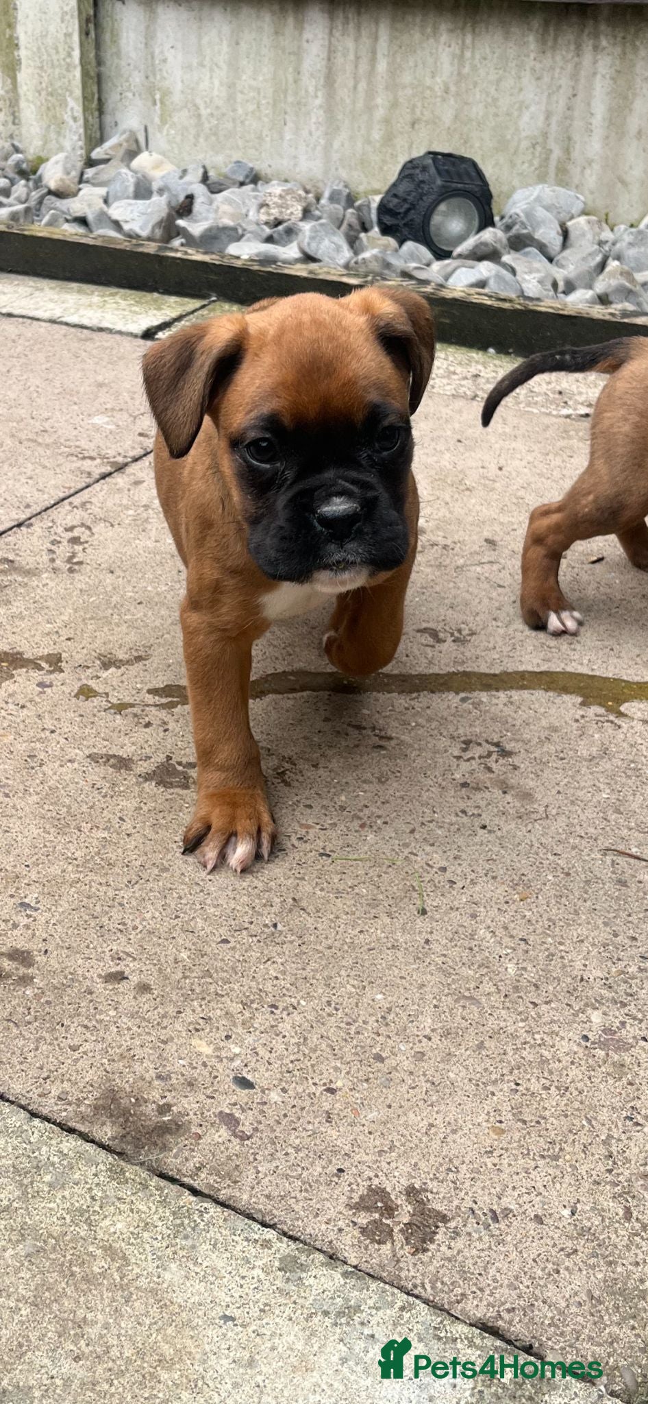 Boxer dogs Beautiful boxer puppies ❤️ - Advert 2
