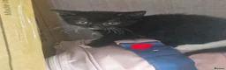 Mixed Breed cats for sale:  7 adorable kittens looking for their forever home - Advert 19