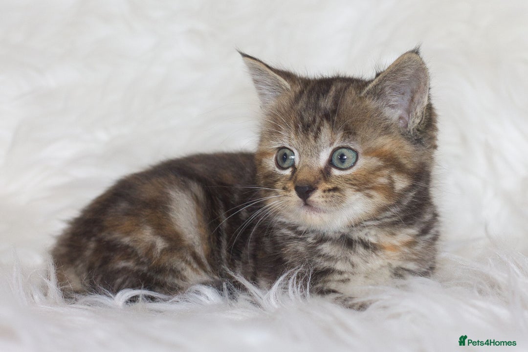 Mixed Breed cats for sale: Happy Healthy Playful Kittens - Image 13