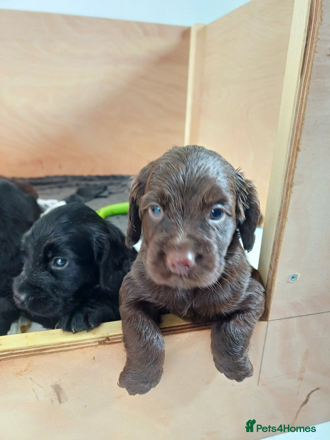 Cocker Spaniel dogs for sale: Working cocker spaniels 4 weeks old - Image 29