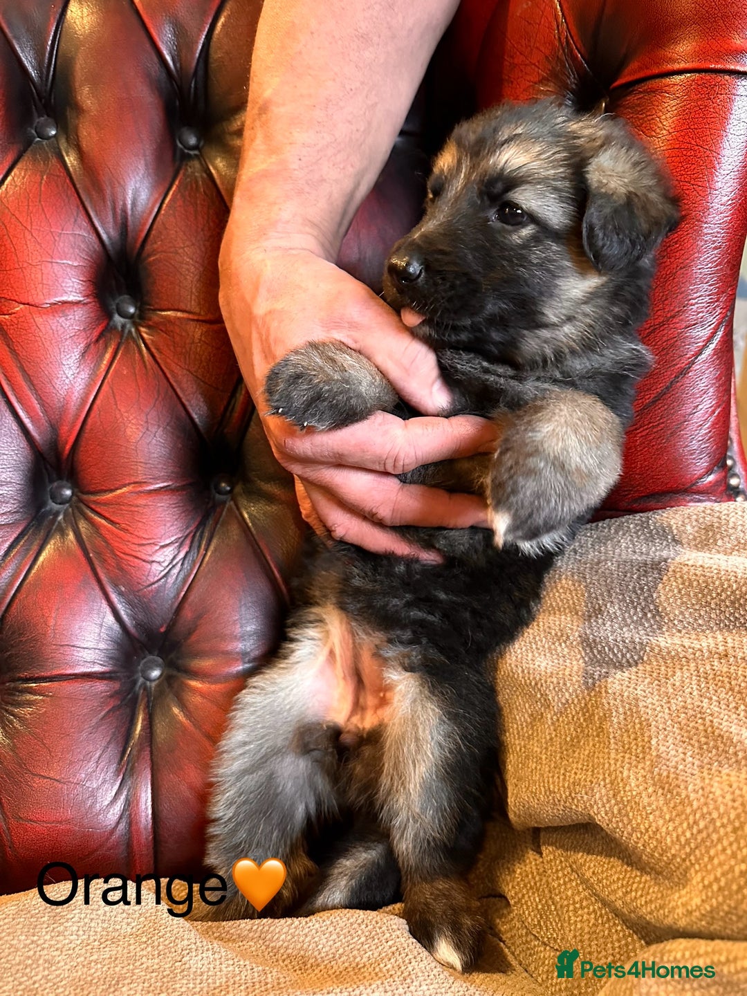German Shepherd dogs for sale: Long-Haired Straight Back German Shepherd Puppies - Image 39