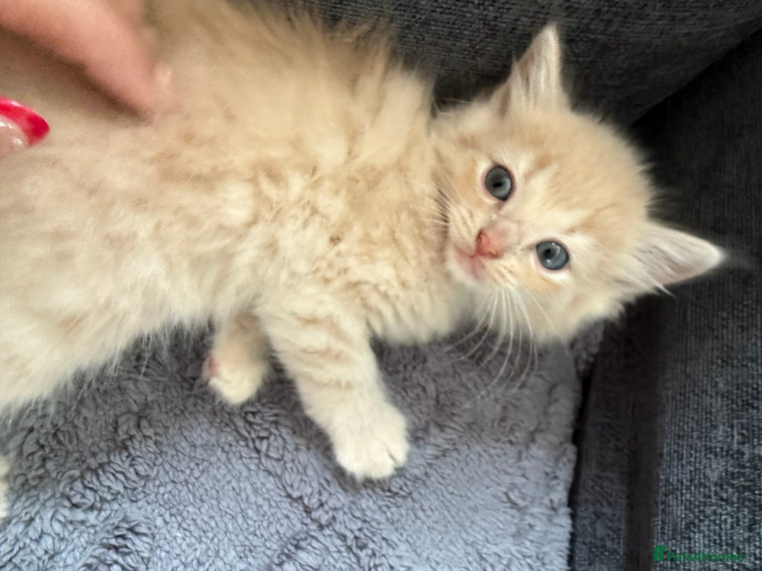 Ragdoll cats for sale: Half breeds - Image 4