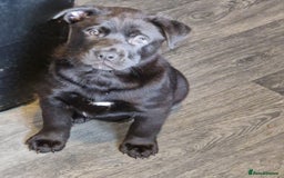Mixed Breed dogs for sale: Bantam hybrid  - Image 1