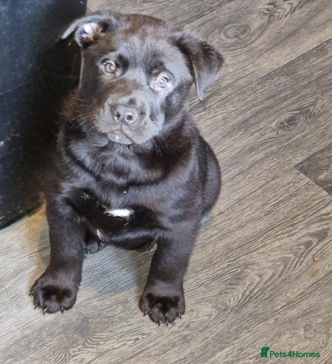 Mixed Breed dogs for sale: Bantam hybrid  - Image 1