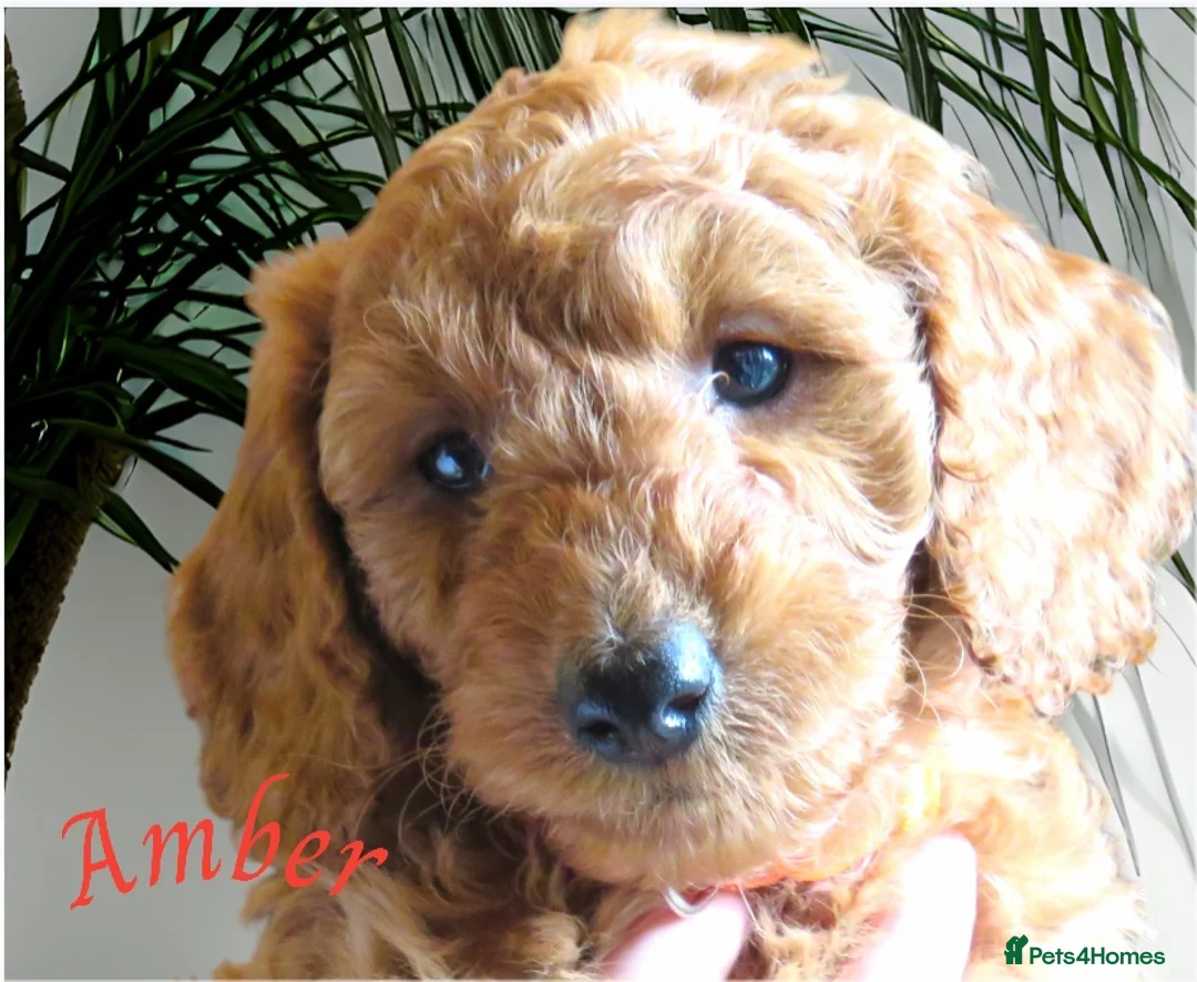 Cockapoo dogs for sale: Beautiful DNA Health tested Cockapoos - Advert 26