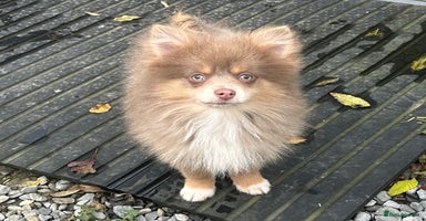 Pomsky dogs - Advert 5