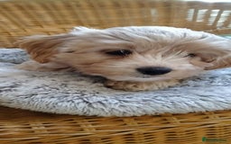 Cavachon dogs for sale:  🐾 Cavapoochon Puppies! 🐾 - Image 16