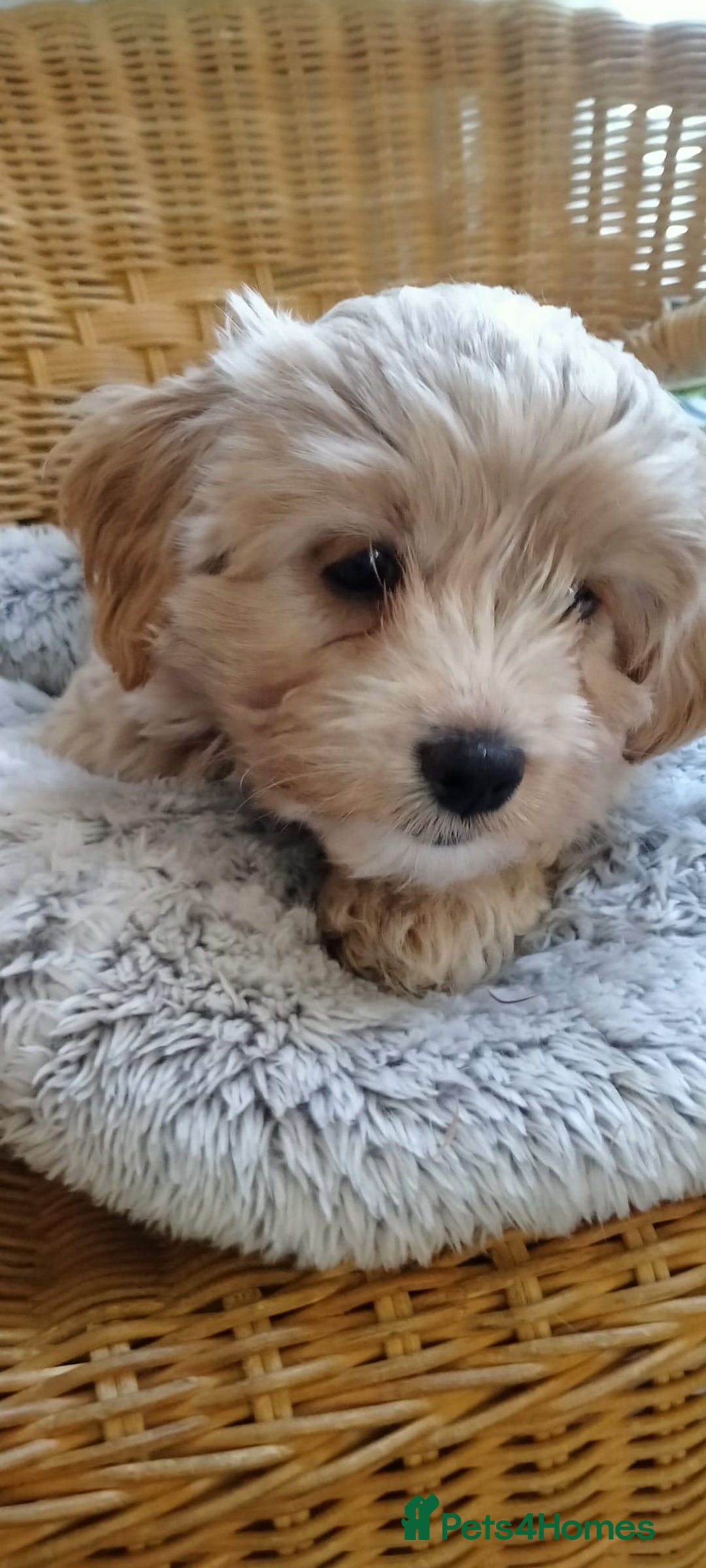 Cavachon dogs for sale:  🐾 Cavapoochon Puppies! 🐾 - Image 16