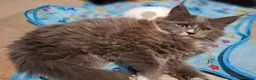 Maine Coon cats for sale: Pure Maine Coon Kittens - Denis & Doris in Huddersfield - Advert 8