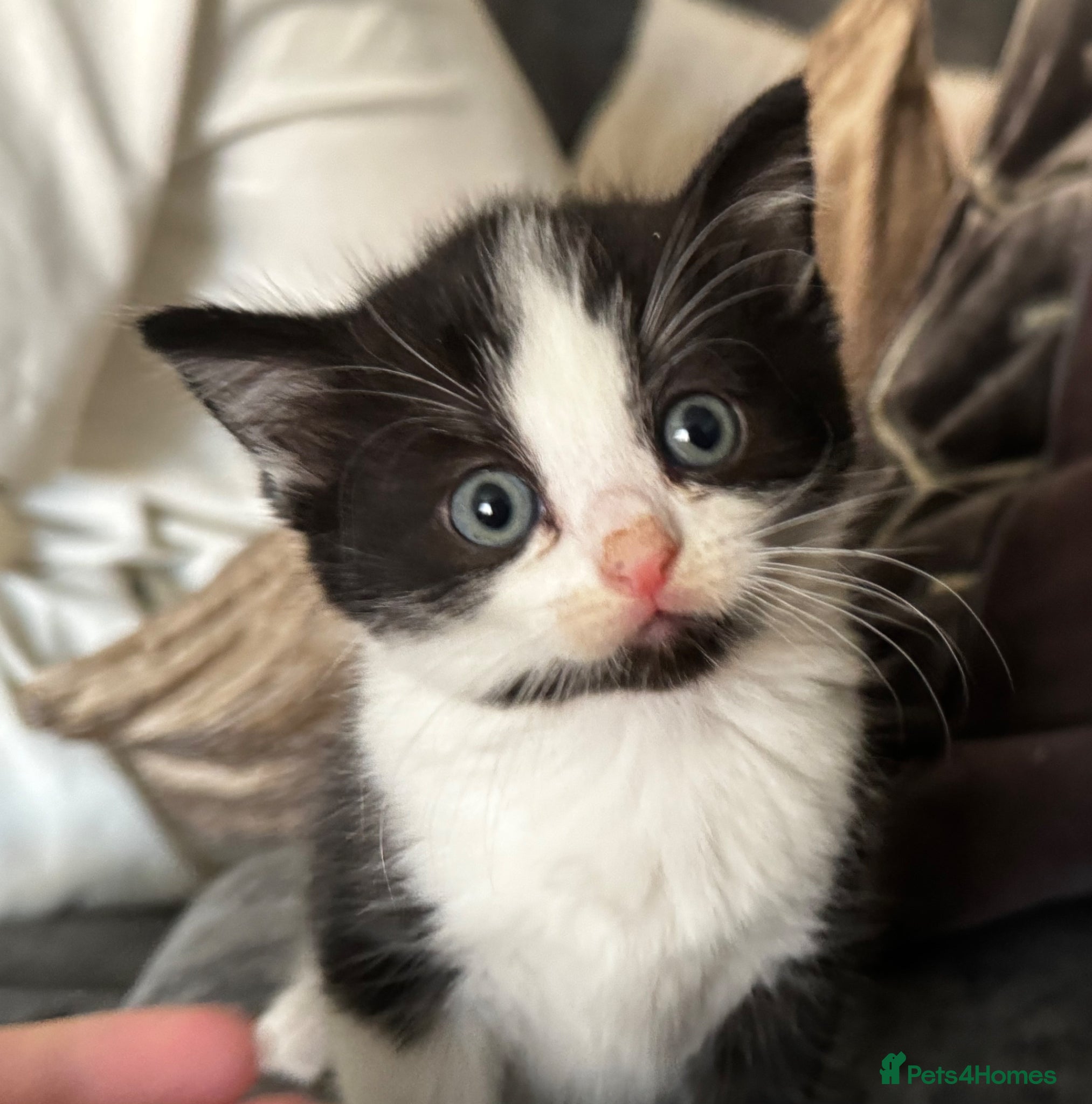 Ragdoll cats Female Ragdoll Kitten ,BlueEyed,Home-Raised - Advert 18