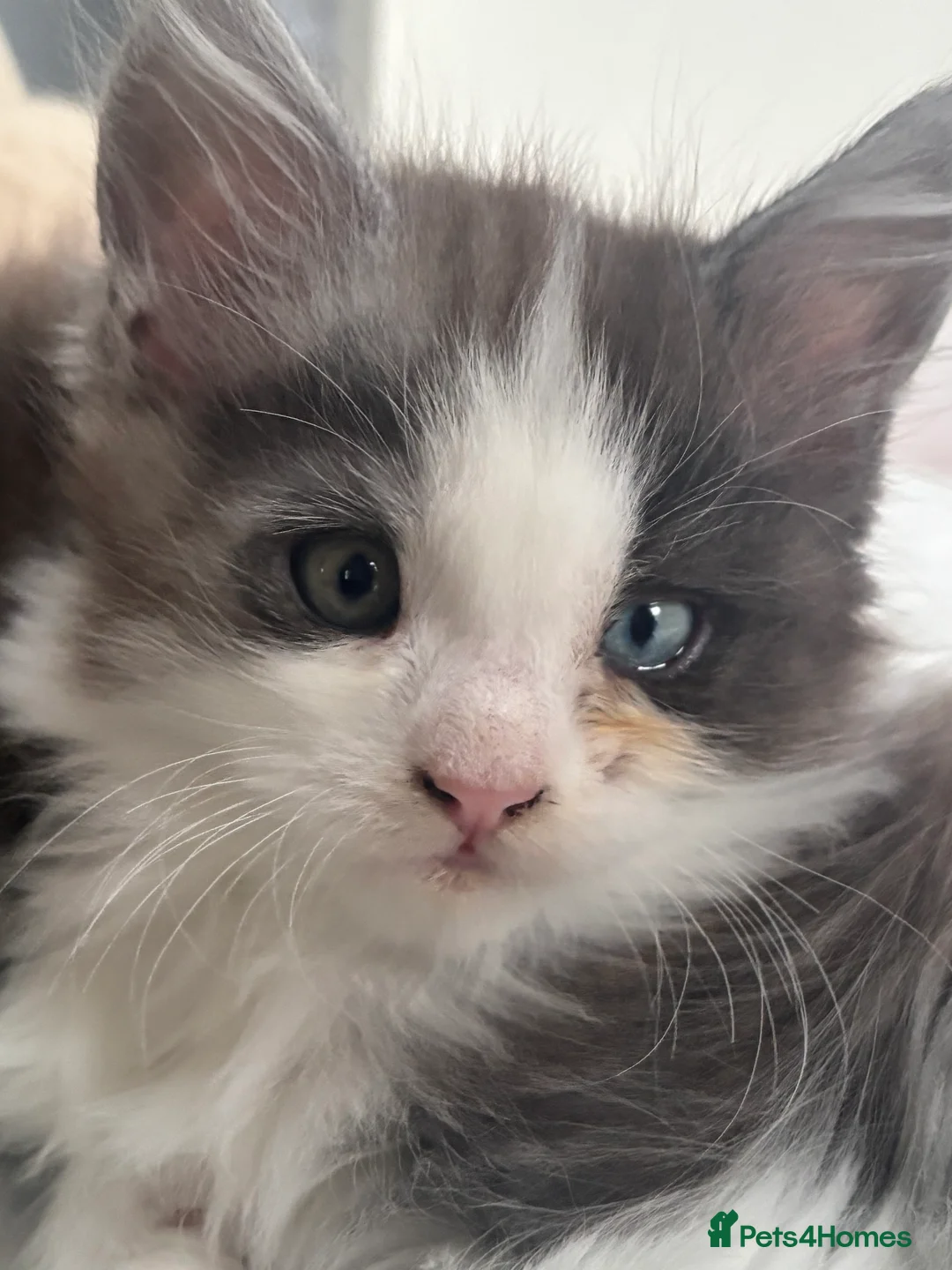 Maine Coon cats for sale: Cute Maine coon 2 boys & girl Blue eyes  - Advert 11