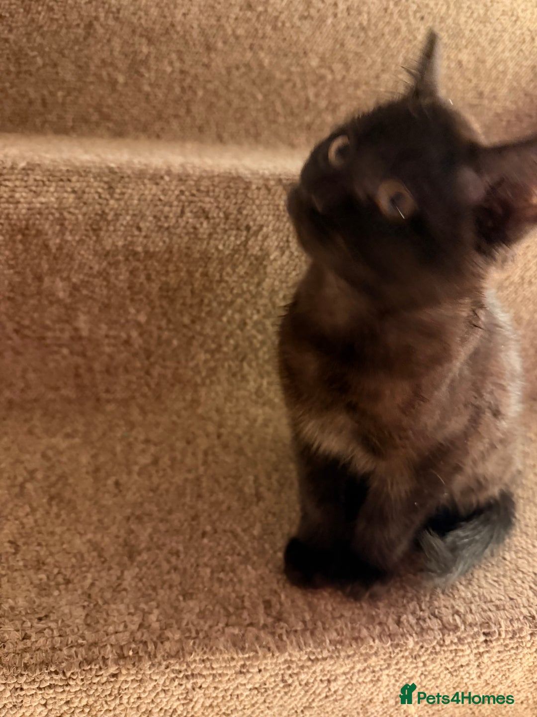 Mixed Breed cats for sale: 1 female 1 male and 1 kitten - Advert 4