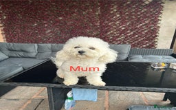 Bichon Frise dogs for sale: Bichon Frise Puppies  - Image 3