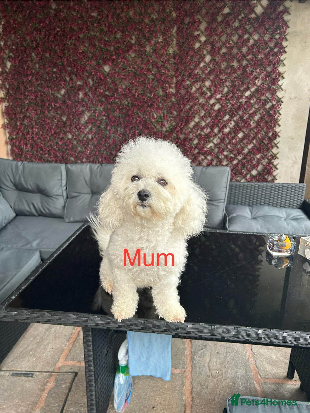 Bichon Frise dogs for sale: Bichon Frise Puppies  - Image 3