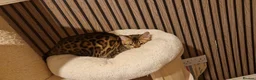 Bengal cats for sale: Beautiful queen ❤️ - Advert 6