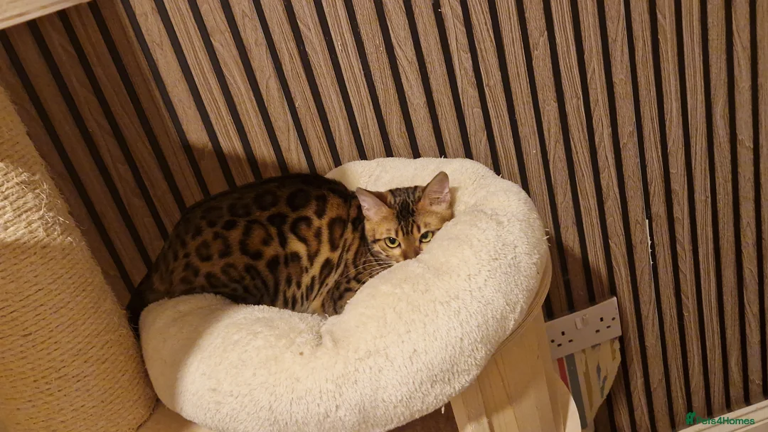 Bengal cats for sale: Beautiful queen ❤️ - Advert 6