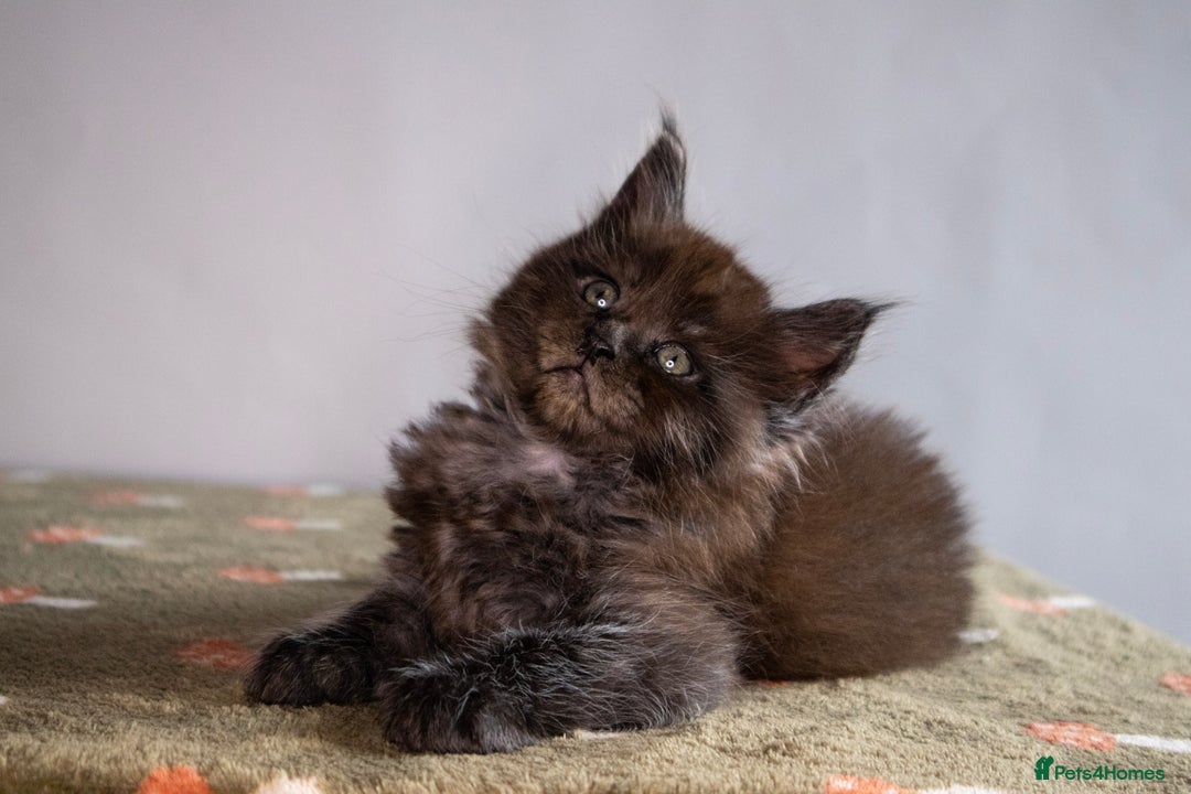 Maine Coon cats for sale: Gorgeous TICA-Registered Maine Coon Kittens! - Advert 25