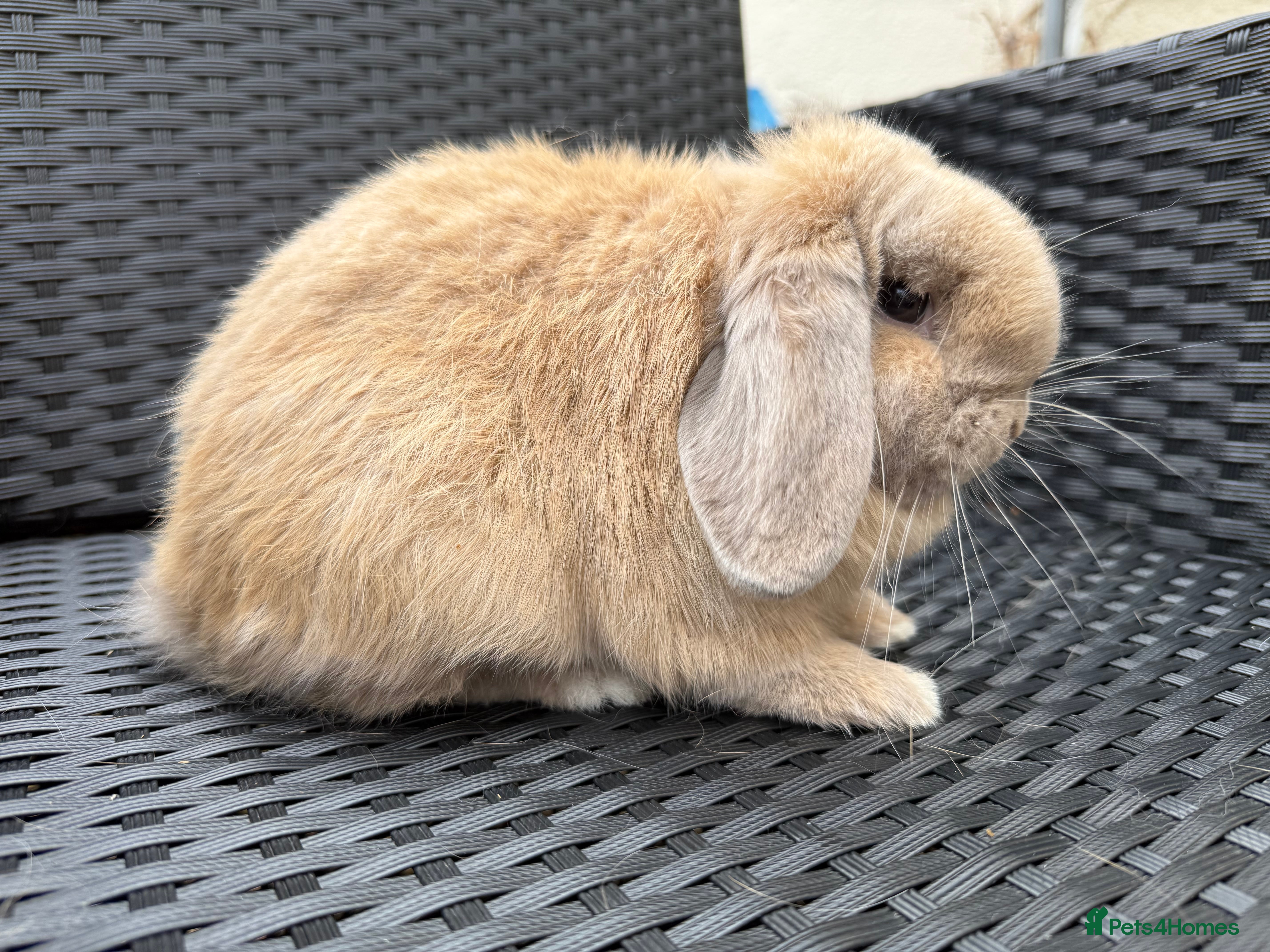 Mini Lop rabbits Lilac torte vc mini lop doe - Advert 16