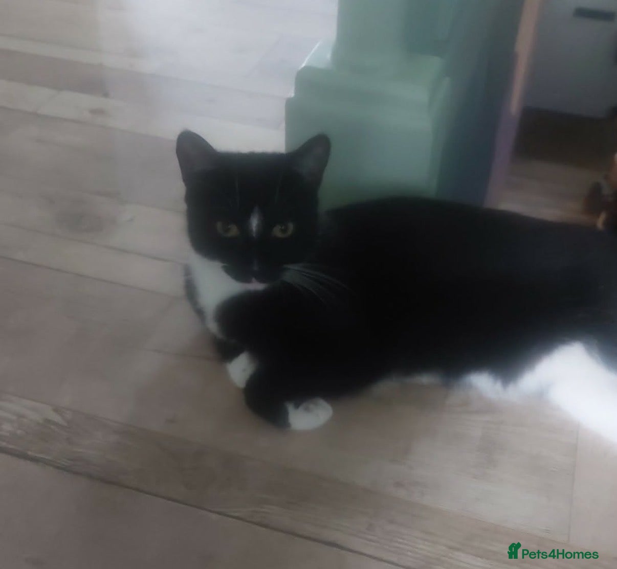 Mixed Breed cats Two beautiful kittens ready to go now  - Advert 3